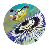 Chrysin plant source used in male wellness supplements