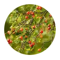 Hawthorn berries supporting cardiovascular and circulation health