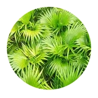 Saw palmetto plant commonly included in men’s wellness formulas