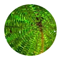 Tongkat Ali botanical extract used in male vitality supplements