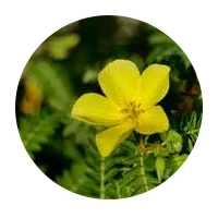 Tribulus terrestris plant traditionally associated with male vitality