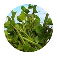 Winged treebine botanical ingredient used in herbal wellness formulas